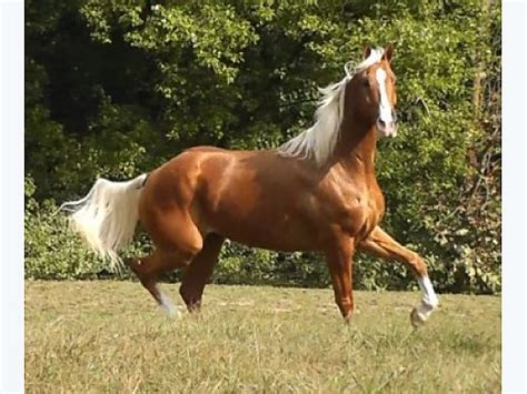 Palomino Horses for Sale - Free Ads