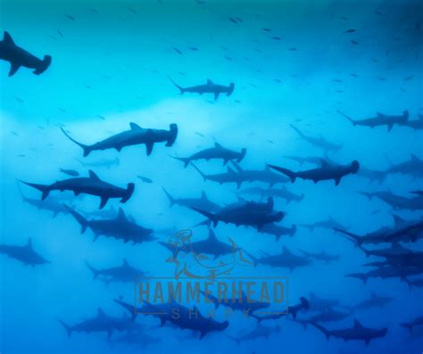 Where Do Hammerhead Sharks Migrate?