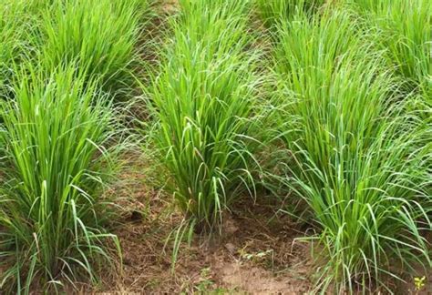 Can Rabbits Eat Lemongrass? | Pet Care Advisors