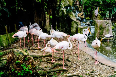 taman burung kl price - Max Smith