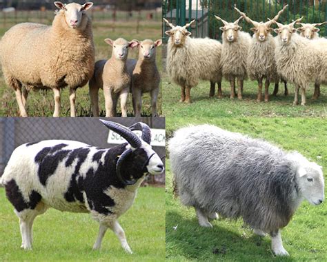 Sheep Breeds: List Of Some Popular Breeds