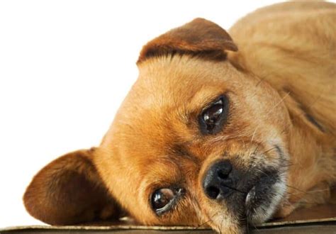 Lethargy in Dogs: Signs, Causes, and Treatment - YDoWeLovePets