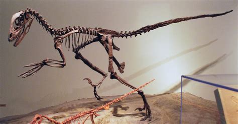 Deinonychus – Wikipedia