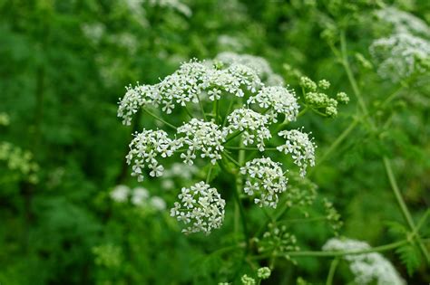 Conium maculatum - Wildflowers of the National Capital Region