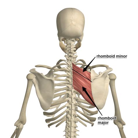 The Rhomboid Muscle on Yoganatomy.com