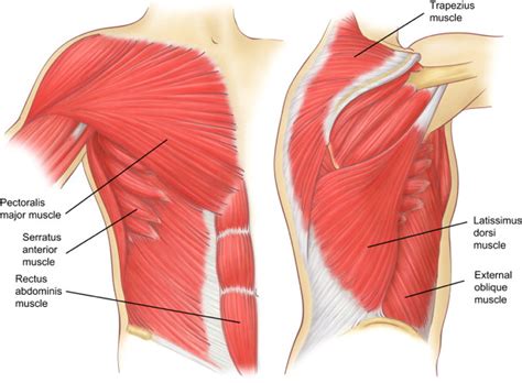 Female Chest Muscle Anatomy