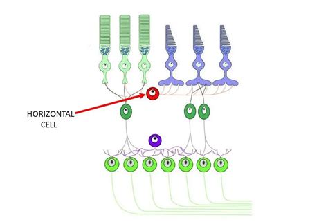 Horizontal cell - definition