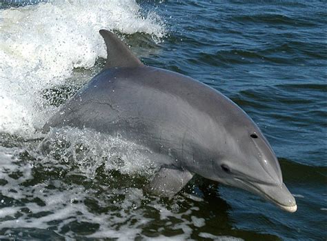 Species Profile: The Common Bottlenose Dolphin – We Love Dolphins Blog