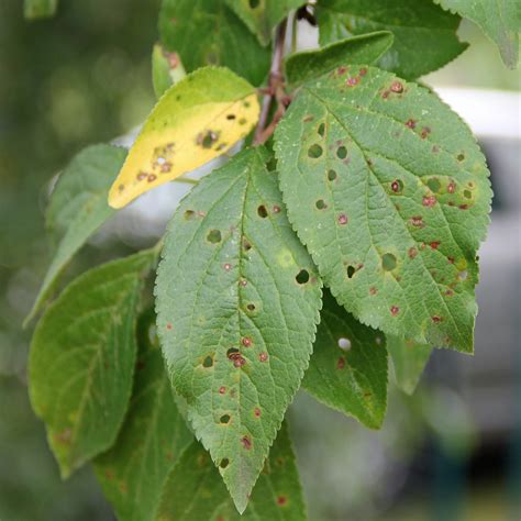 10 Common Fruit Tree Diseases in the Portland Area — Tree and Ladder