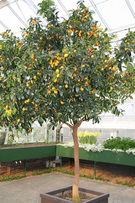 Kumquat tree | Kumquat tree, Citrus tree garden, Fruit trees