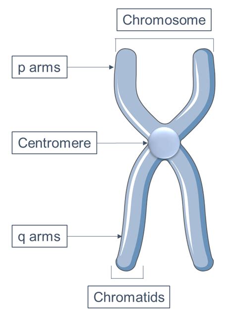 Primary constricted region of the chromosome is called centromere.