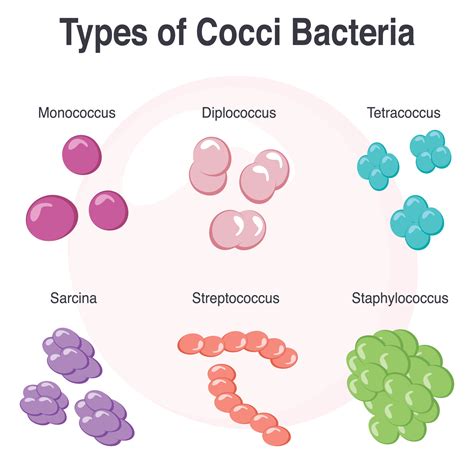 Different Types of Cocci Bacteria Vector Illustration Graphic 8131493 ...