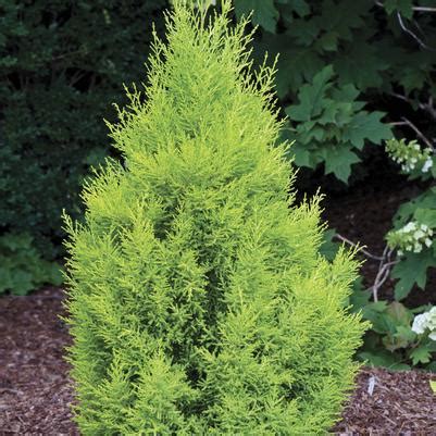 Cupressus Cupressus macrocarpa 'Wilma Goldcrest' Holiday Lemon Cypress ...