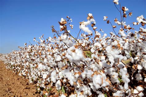 cotton-production - Intelligent Living