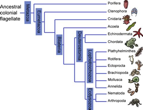 Biology The Animal Family Tree - Shmoop Biology