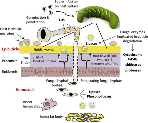 e Overview of lipid-related process during infection by... | Download ...