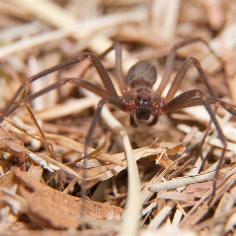 Five Things You Didn't Know about the Brown Recluse Spider · ExtermPRO