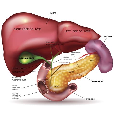 Learn About Pancreatic Neuroendocrine Tumors (NETs)