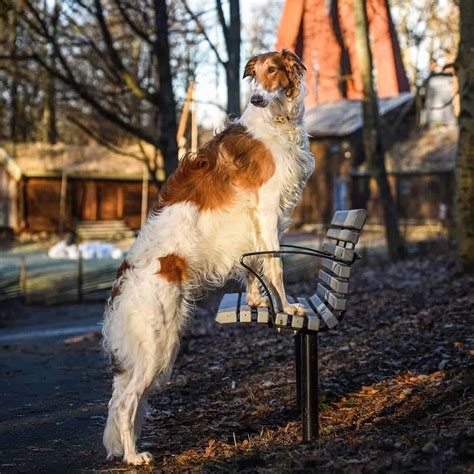 Borzoi: The Elegant Sighthound of Russia - K9 Web