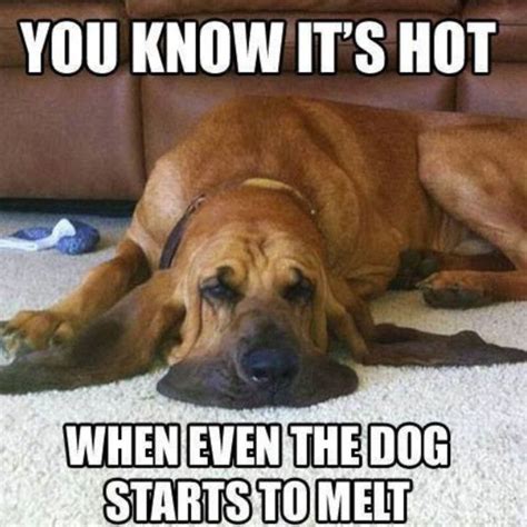 Dog Days Of Summer - These Are The Funniest Dog Memes On The Internet ...