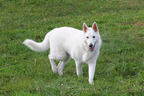 The White German Shepherd: A Complete Breed Guide - The German Shepherder