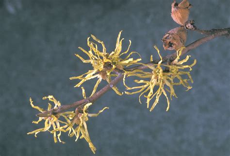 Hamamelis virginiana (American witch-hazel): Go Botany