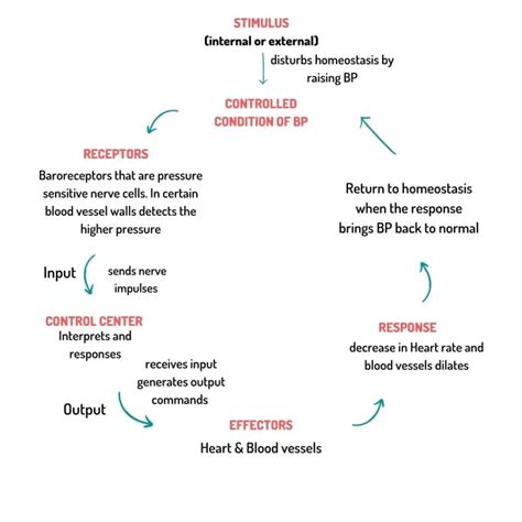 HOMEOSTASIS AND FEEDBACK SYSTEM WITH EXAMPLES | Physiology & Biochemistry