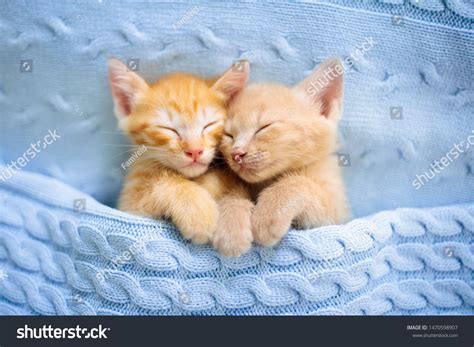 Cute Baby Kittens Sleeping