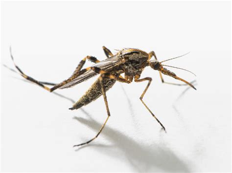 Swarms of Supersize Mosquitoes Besiege North Carolina | WIRED