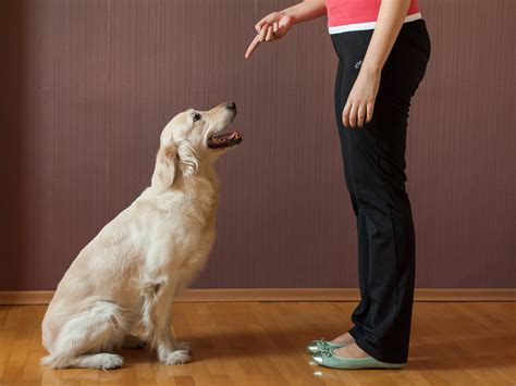 4 Ways to Teach Your Dog to Sit - wikiHow