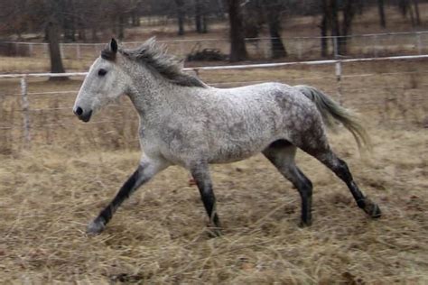 9 Beautiful, Rare and Unusual Horse Breeds - PetHelpful