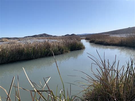 Tecopa, CA... go now if you’re around! Perfect weather and great ...