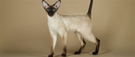 8 Small Cat Breeds That Stay Little | Four Paws