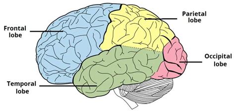 Pictures Of CerebrumHealthiack