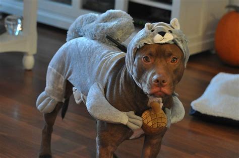 50 Funny pet costumes (50 pics) | Amazing Creatures