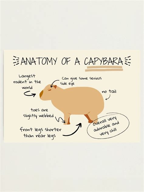 "Anatomy of a capybara" Photographic Print for Sale by sunnySaraV ...