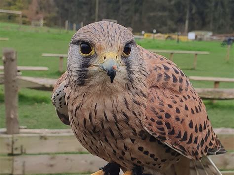 Leeds Castle Falconry Experiences - All You Need to Know BEFORE You Go ...