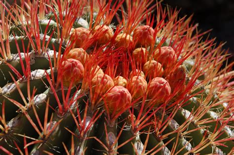 Red-spined Barrel | Plants, Barrel, Cactus