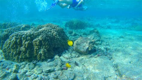 Snorkeling in Hawaii | Gaining Life Experience