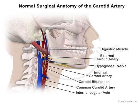 Medmovie.com | Normal Surgical Anatomy of the Carotid Artery