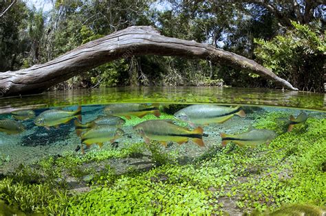 Piraputanga fish split level - Stock Image - C040/8611 - Science Photo ...