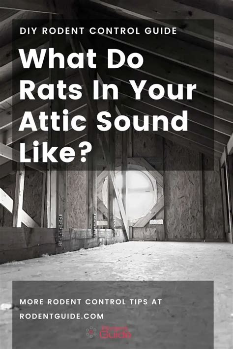 What Do Rats In Your Attic Sound Like? Your Complete Guide - DIY Rodent ...