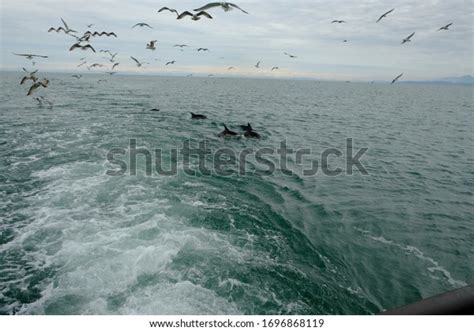 Different Types Seagulls Sky Birds Fly Stock Photo 1696868119 ...