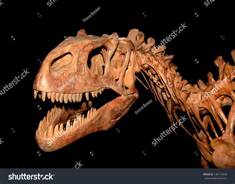 Allosaurus Skeleton Isolated On Black Stock Photo 198114548 : Shutterstock