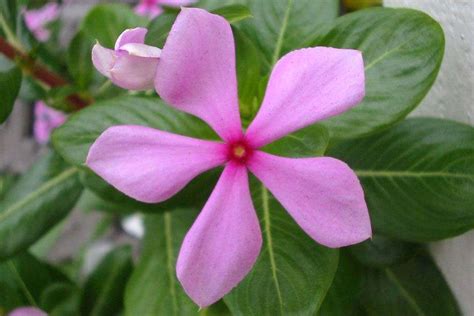 Catharanthus roseus