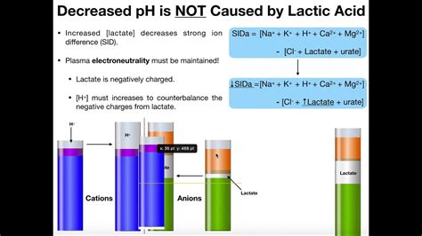 What is Lactate and Lactic Acid? - YouTube