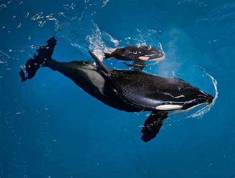 Baby orca: Final killer whale bred in captivity at Seaworld is born in ...