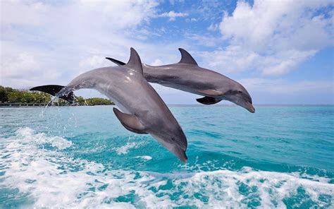 dolphin, Jumping, Sea Wallpapers HD / Desktop and Mobile Backgrounds