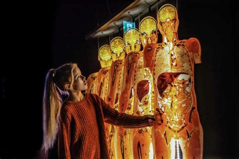 More than 100 bodies on display as 'Body Worlds' returns to HMNS