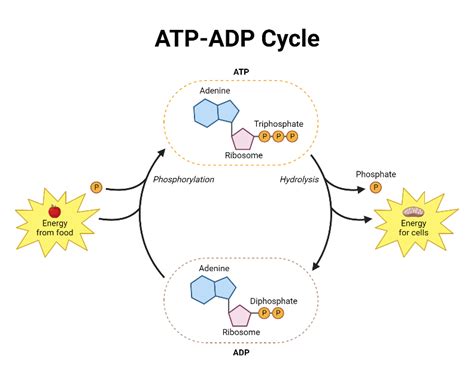 ATP-ADP Cycle BioRender Science Templates, 47% OFF